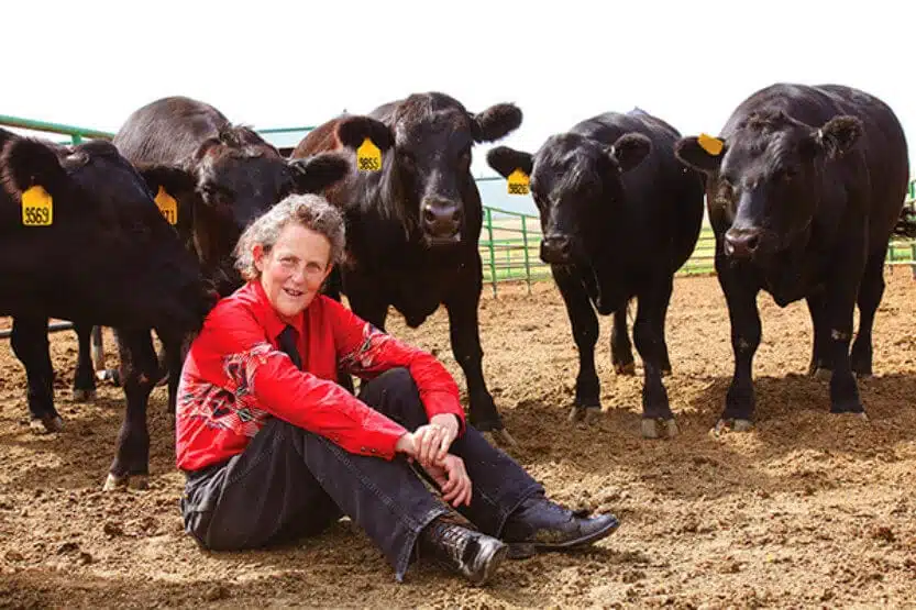 Temple Grandin is one of the world's most prominent geniuses with autism and asperger's sitting in a field of cows
